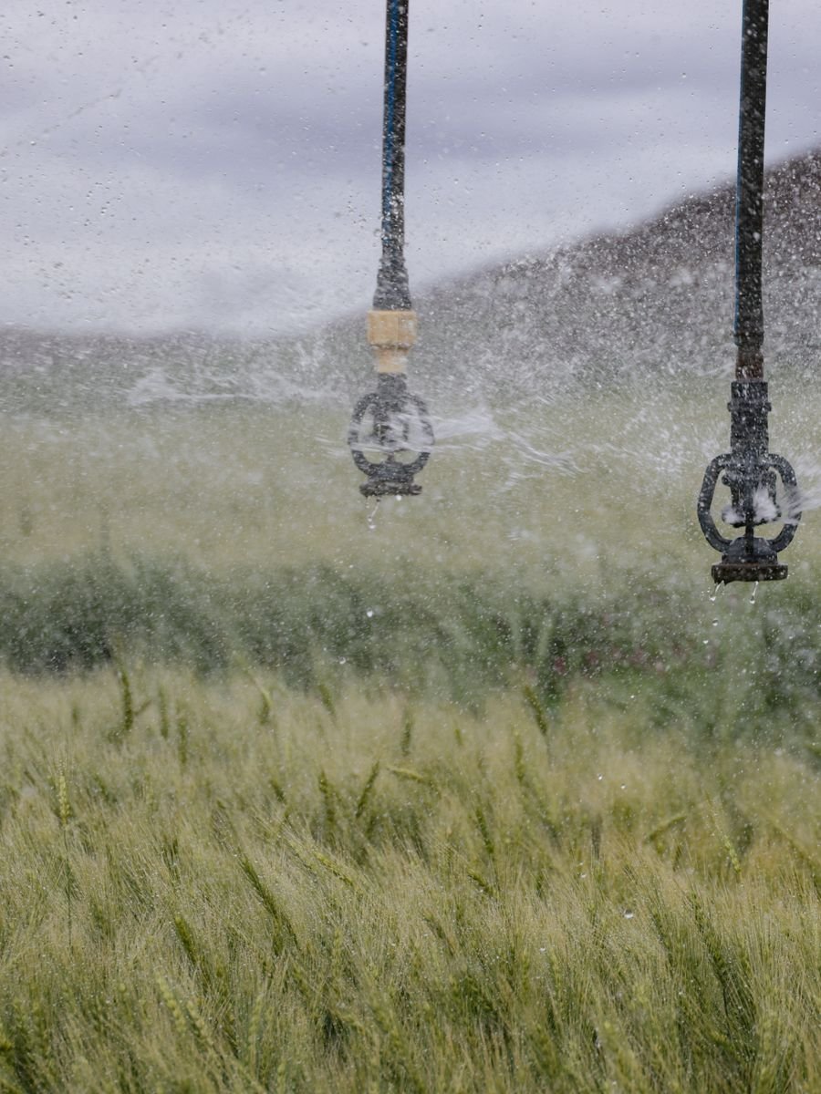 Sprinklers irrigating a crop field